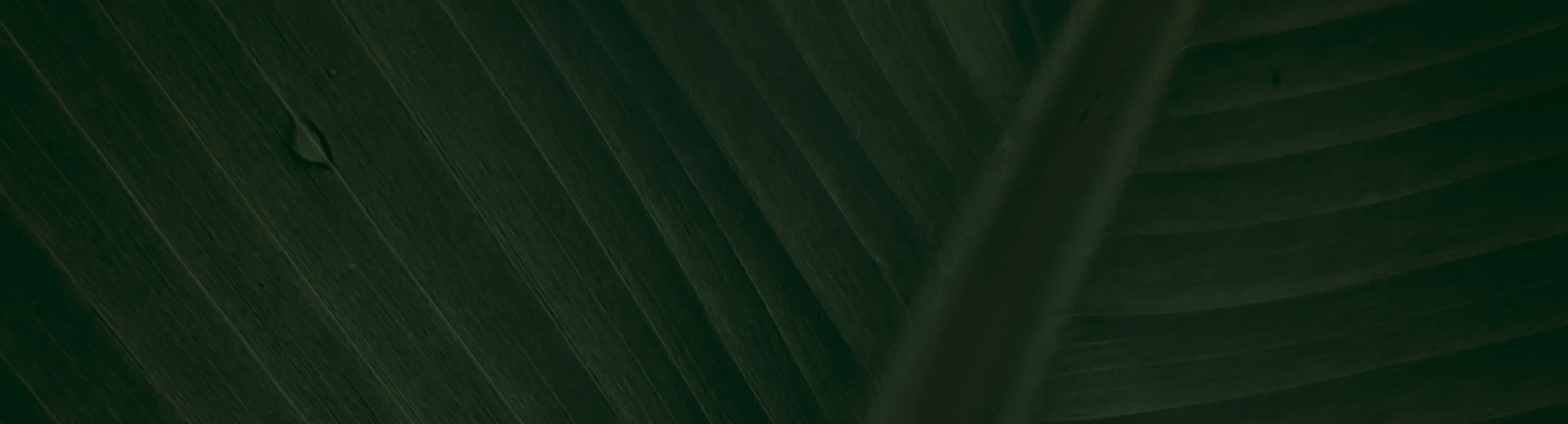 hero-image_optimized Buy Diamond Shruumz Chocolate Bars Birthday Cake